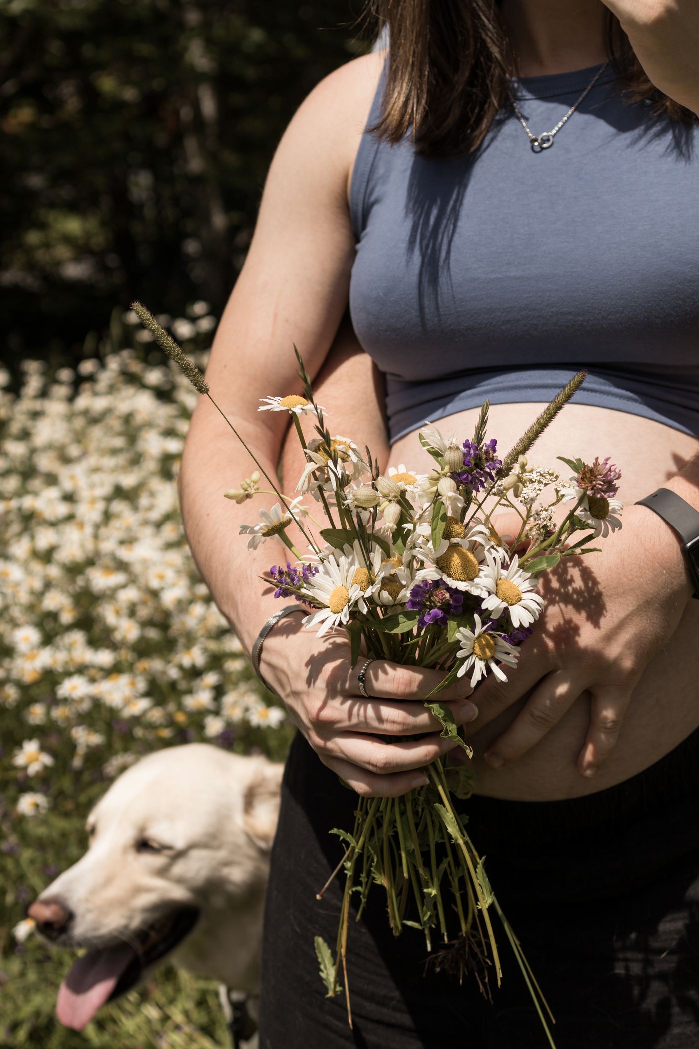 Ventre rond et bouquet de marguerites sauvages, un chien lève la tête